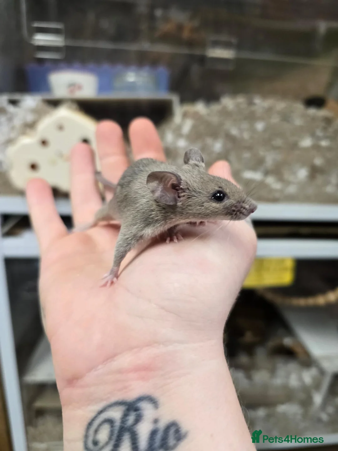 Mouse rodents for sale: Female mice available  - Advert 5