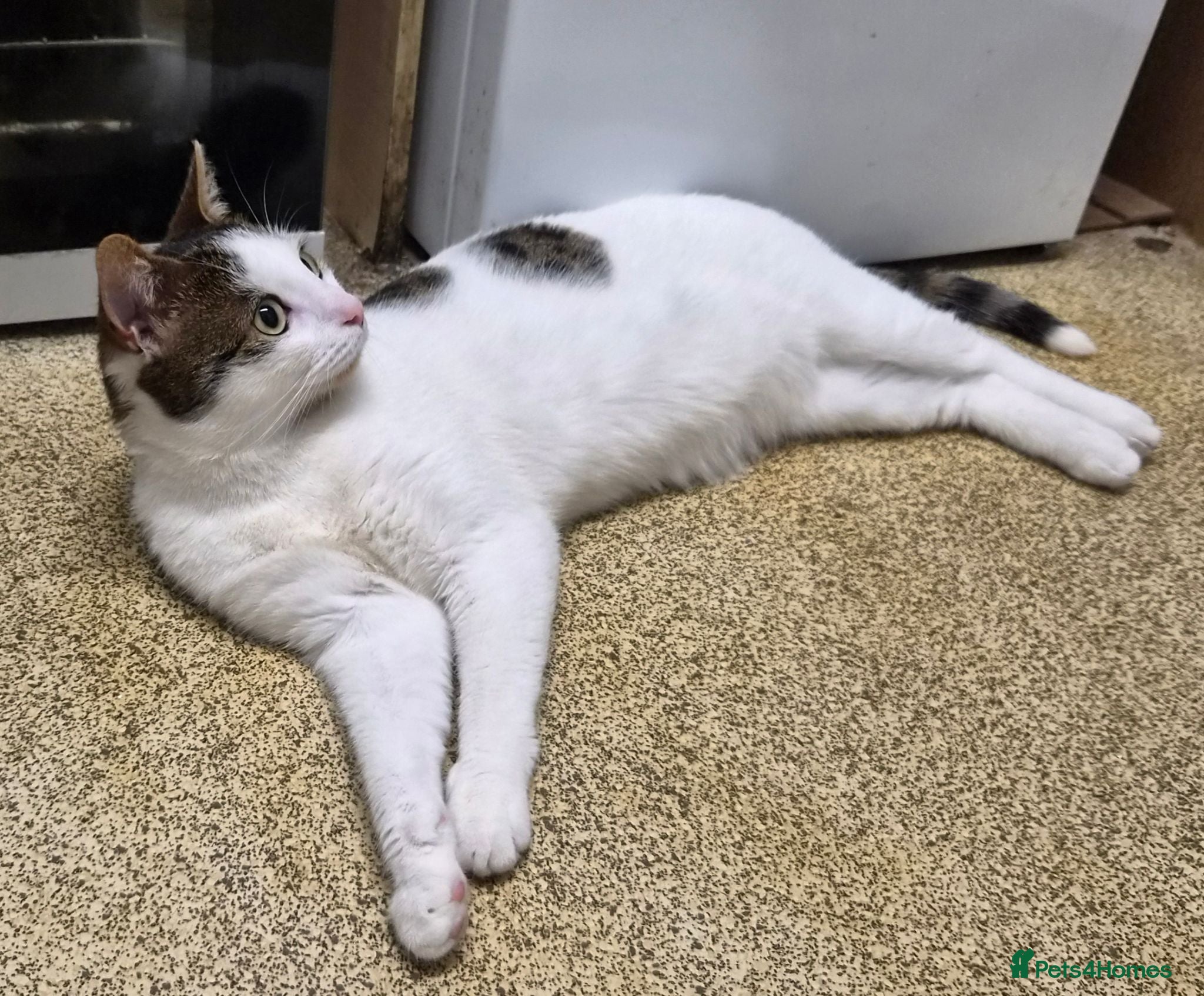 Domestic Shorthair cats ROMEO NEEDS A CAT FREE HOME -GENUINE INTEREST ONLY - Advert 15