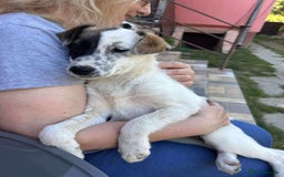 Mixed Breed dogs for adoption: NALA-loving pup girl/great with kids&dogs/happy/ - Image 5