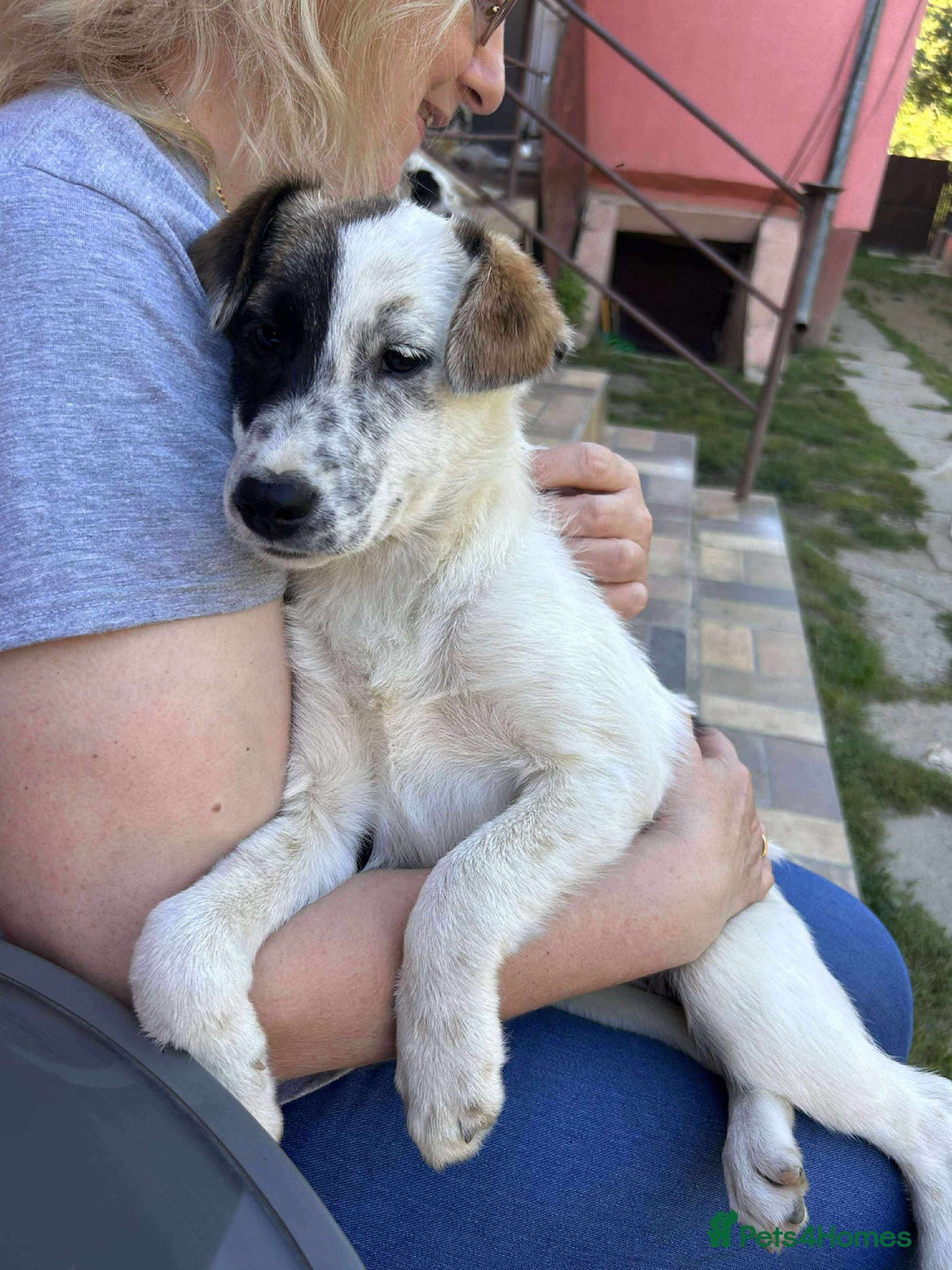 Mixed Breed dogs for adoption: NALA-loving pup girl/great with kids&dogs/happy/ - Image 5