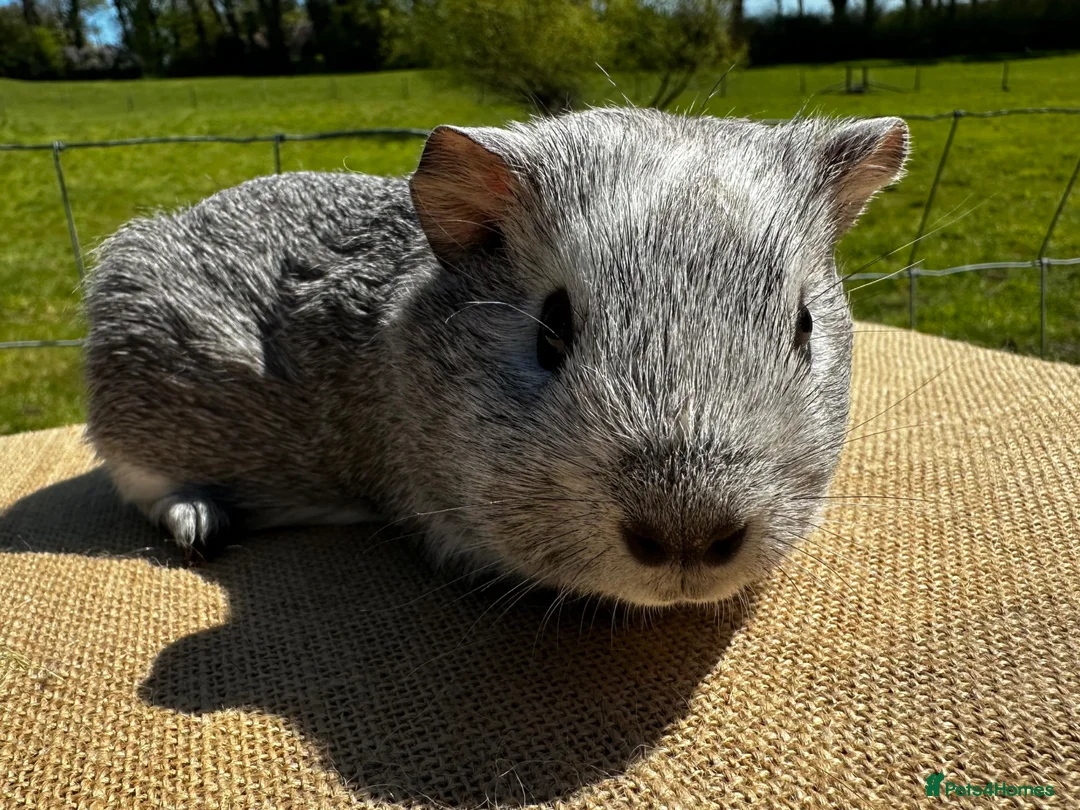 Guinea Pig rodents for sale: Bonded Pair of Boys - Advert 2