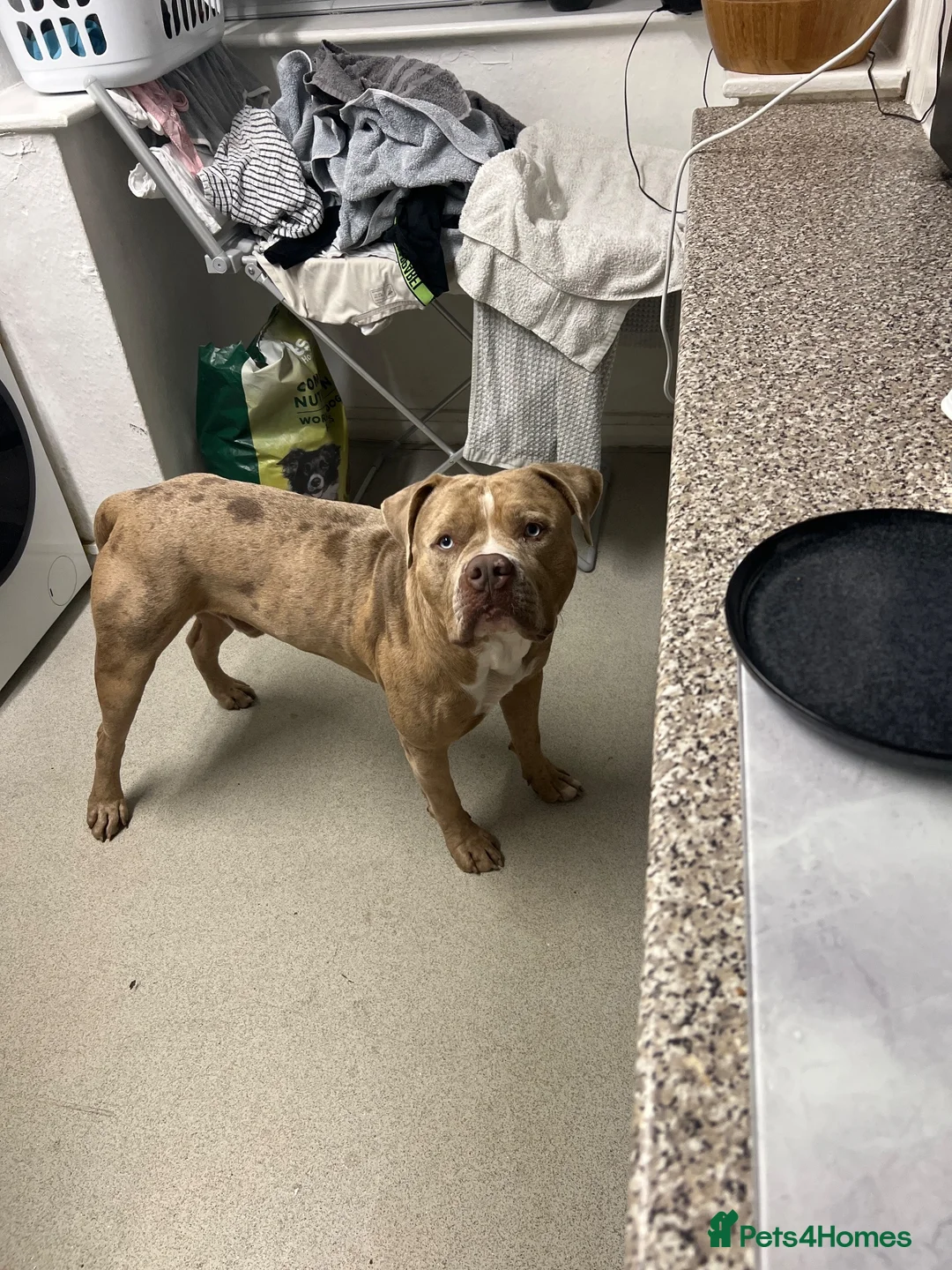 Mixed Breed dogs for sale: Mastiff x  - Advert 2