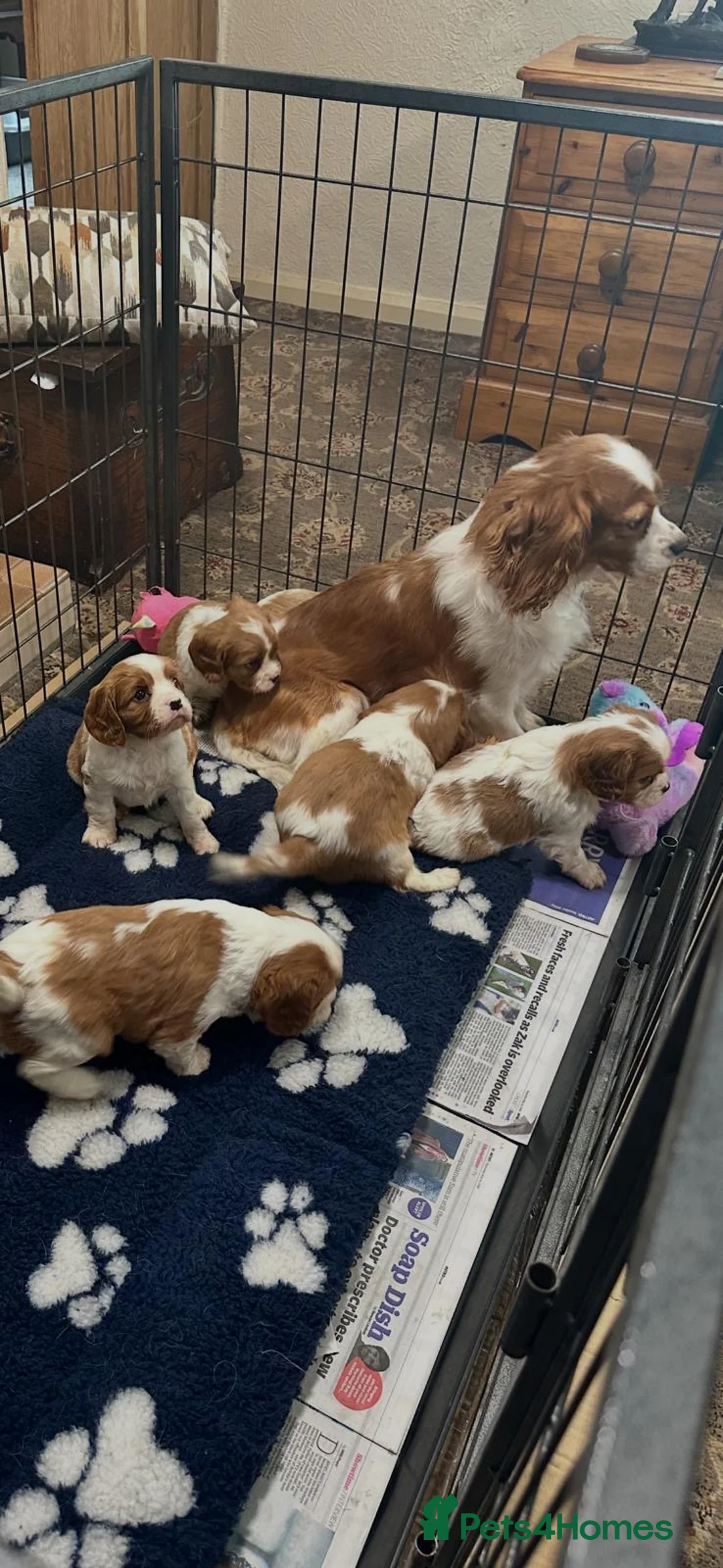 Cavalier King Charles Spaniel dogs for sale: Blenheim cavalier King Charles spaniels  - Advert 2