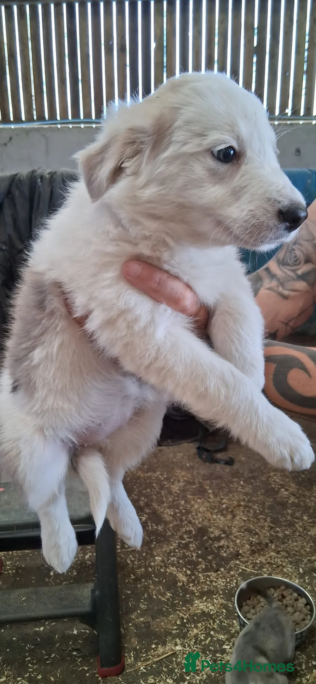 Mixed Breed dogs for sale: Border collie x lurcher - Advert 2
