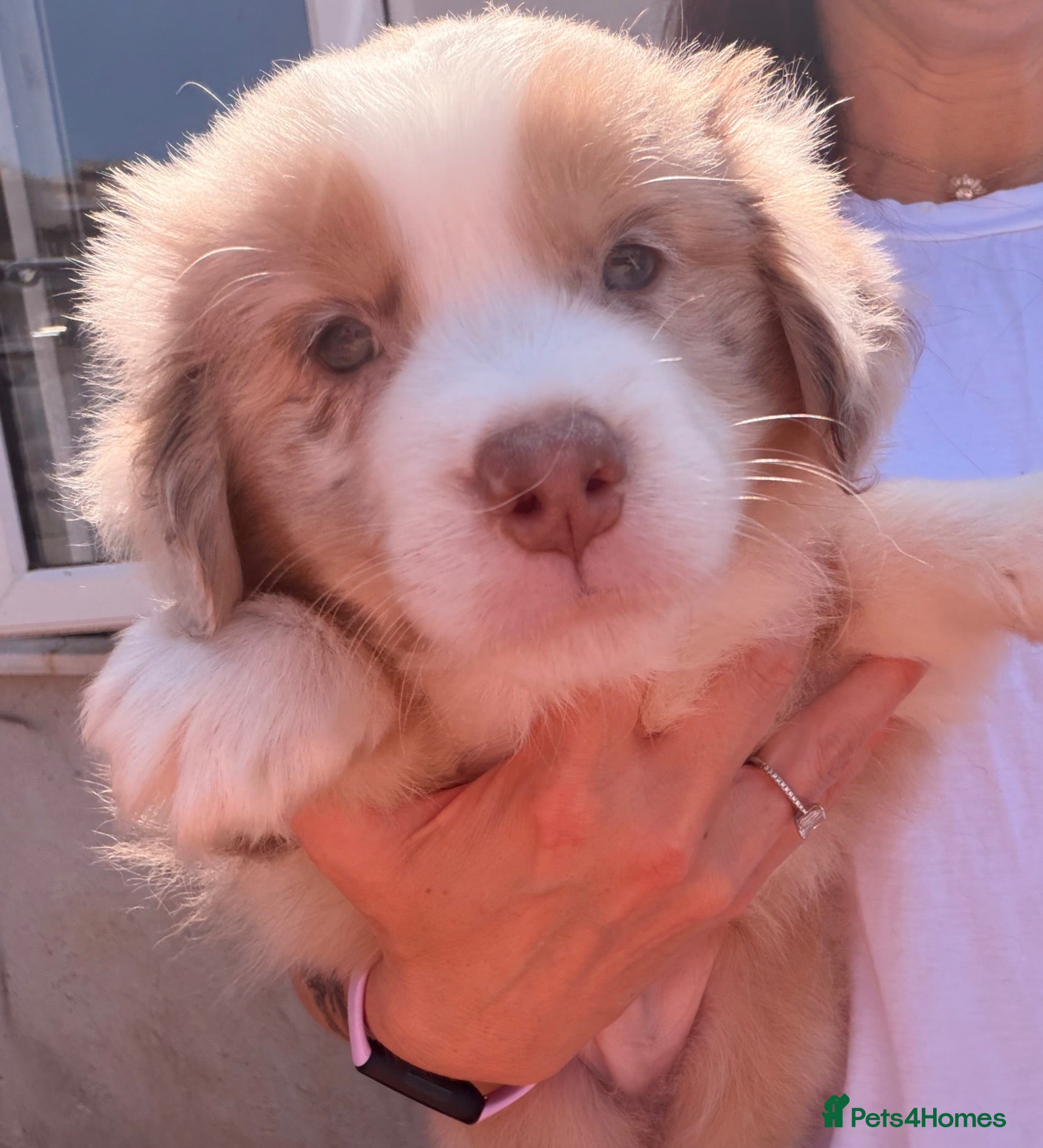 Miniature American Shepherd dogs *1 puppy left* Mini American Shepherd Puppy Boy - Advert 1