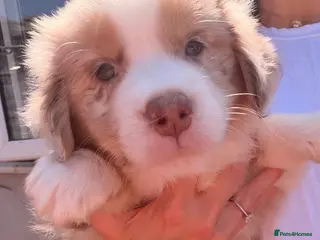 Miniature American Shepherd dogs *1 puppy left* Mini American Shepherd Puppy Boy - Advert 1