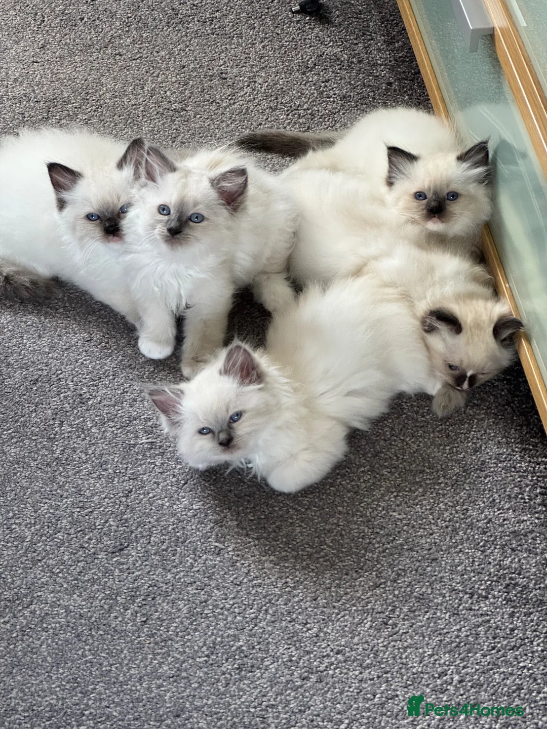 Ragdoll cats for sale: Gorgeous Ragdoll Kittens - Advert 1