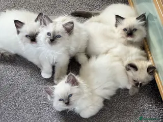 Ragdoll cats Gorgeous Ragdoll Kittens - Advert 2