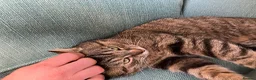 Mixed Breed cats for sale: Rescue cats- kittens and adults 🧡 - Advert 26