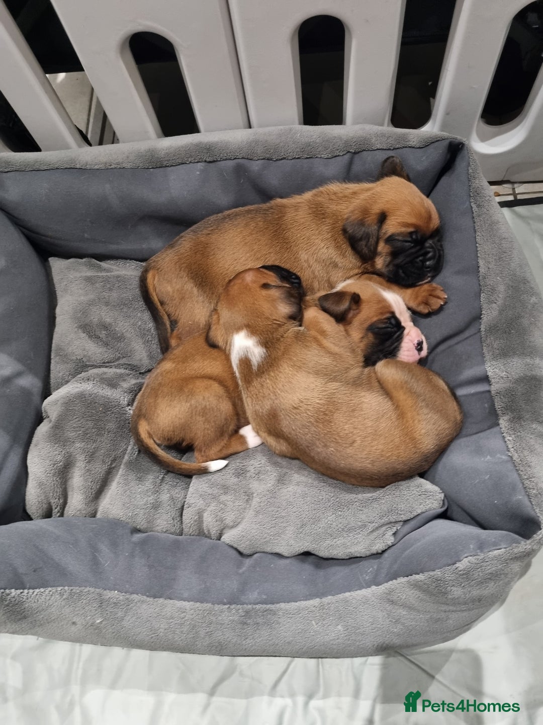 Boxer dogs for sale: Bootyful Boxer Babies - Advert 8