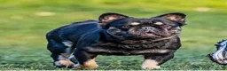 French Bulldog dogs for sale: Fluffy frenchies due july  - Advert 16