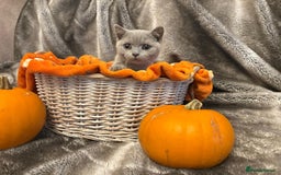 British Shorthair cats for sale: Beautiful British shorthair kittens for sale - Image 3