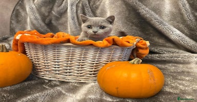 British Shorthair cats - Advert 13