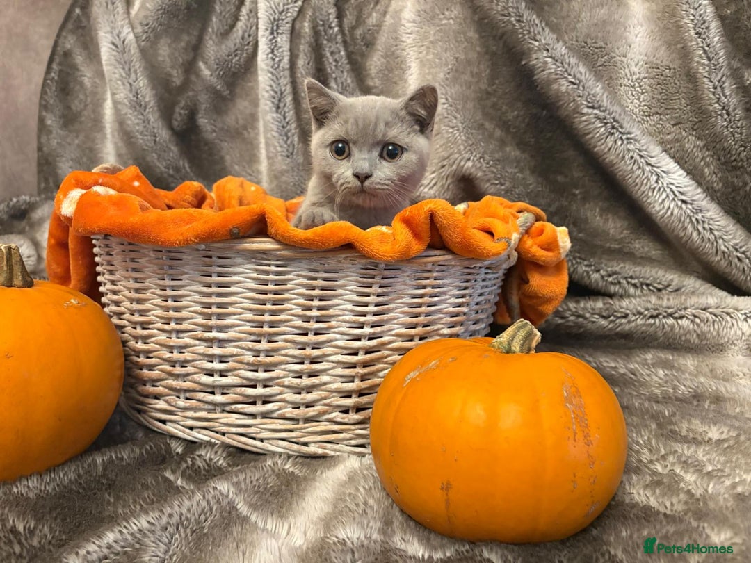 British Shorthair cats for sale: Beautiful British shorthair kittens for sale - Image 3