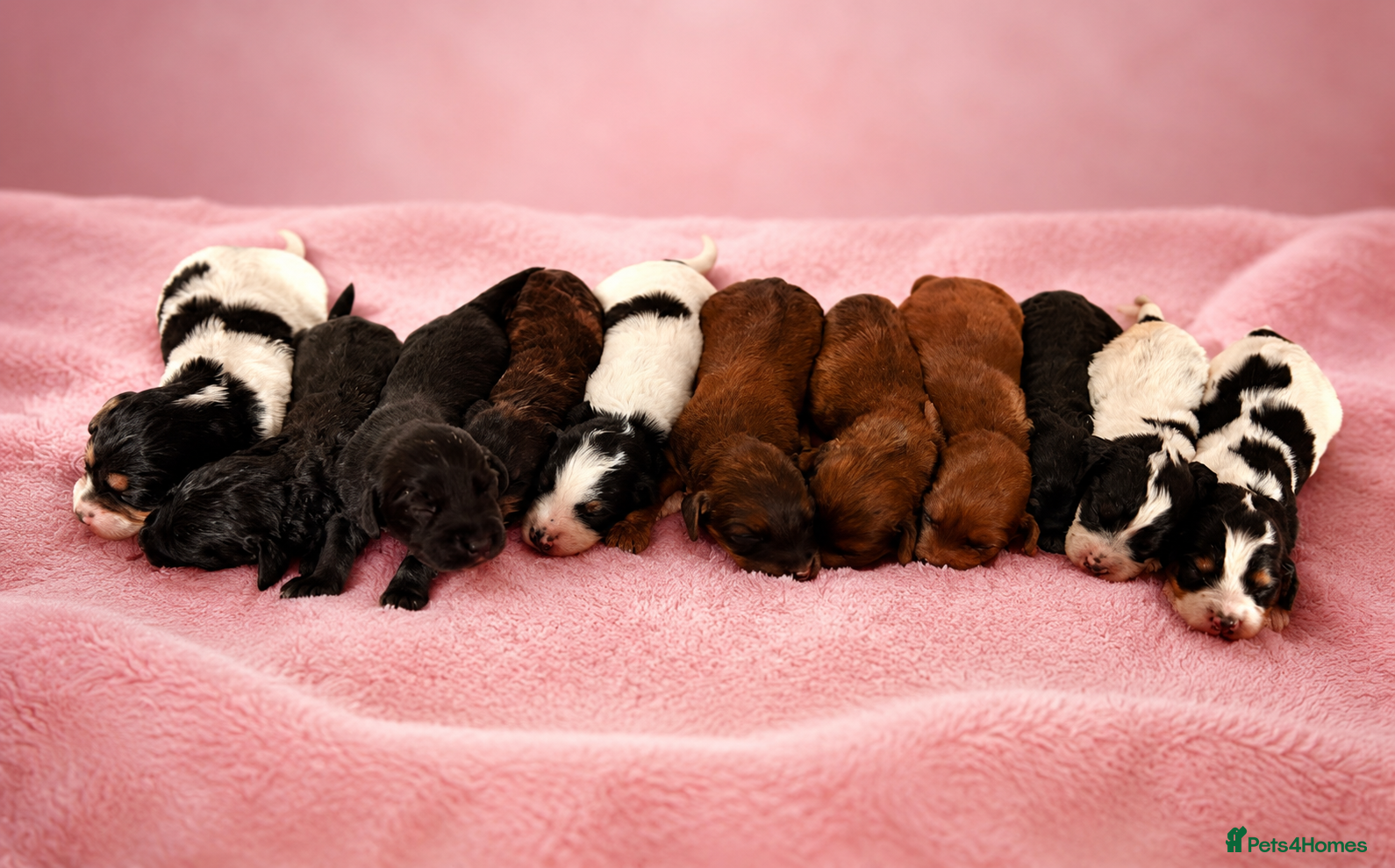 Mixed Breed dogs Cavapoo x Cocker pups Merle, chocolate, tri, tan - Advert 1