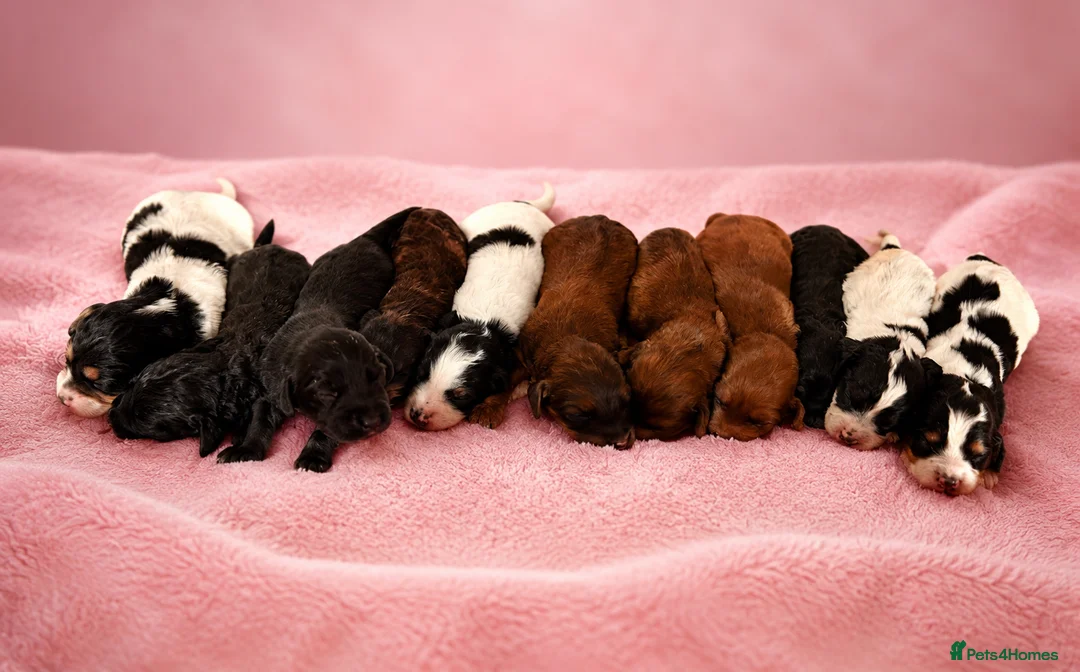 Mixed Breed dogs for sale: Cavapoo x Cocker pups Merle, chocolate, tri, tan - Advert 1