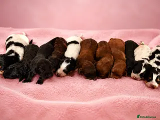 Mixed Breed dogs for sale: Cavapoo x Cocker pups Merle, chocolate, tri, tan - Advert 1