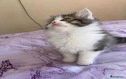 Turkish Angora cats for sale: Ragdoll/ Turkish Angora kittens last BOY/GIRL - Image 4