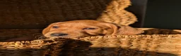 Labrador Retriever dogs for sale: Two gorgeous KC Fox Red Labrador boys left - Advert 13