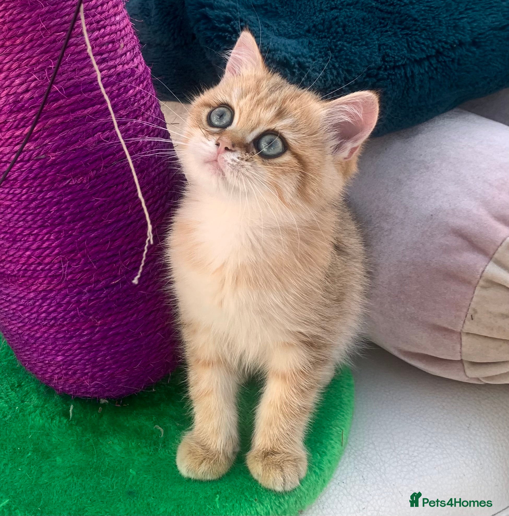 British Shorthair cats GCCFreg shampion parents  BSH  golden chinchilla   - Advert 8