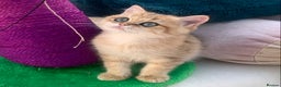 British Shorthair cats for sale:  GCCF champion lines Ny12  Bsh golden chinchilla  - Advert 21