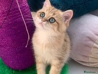 British Shorthair cats GCCFreg shampion parents BSH golden chinchilla - Advert 8