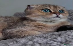 Scottish Fold cats for sale: Last stunning golden girl  - Image 5
