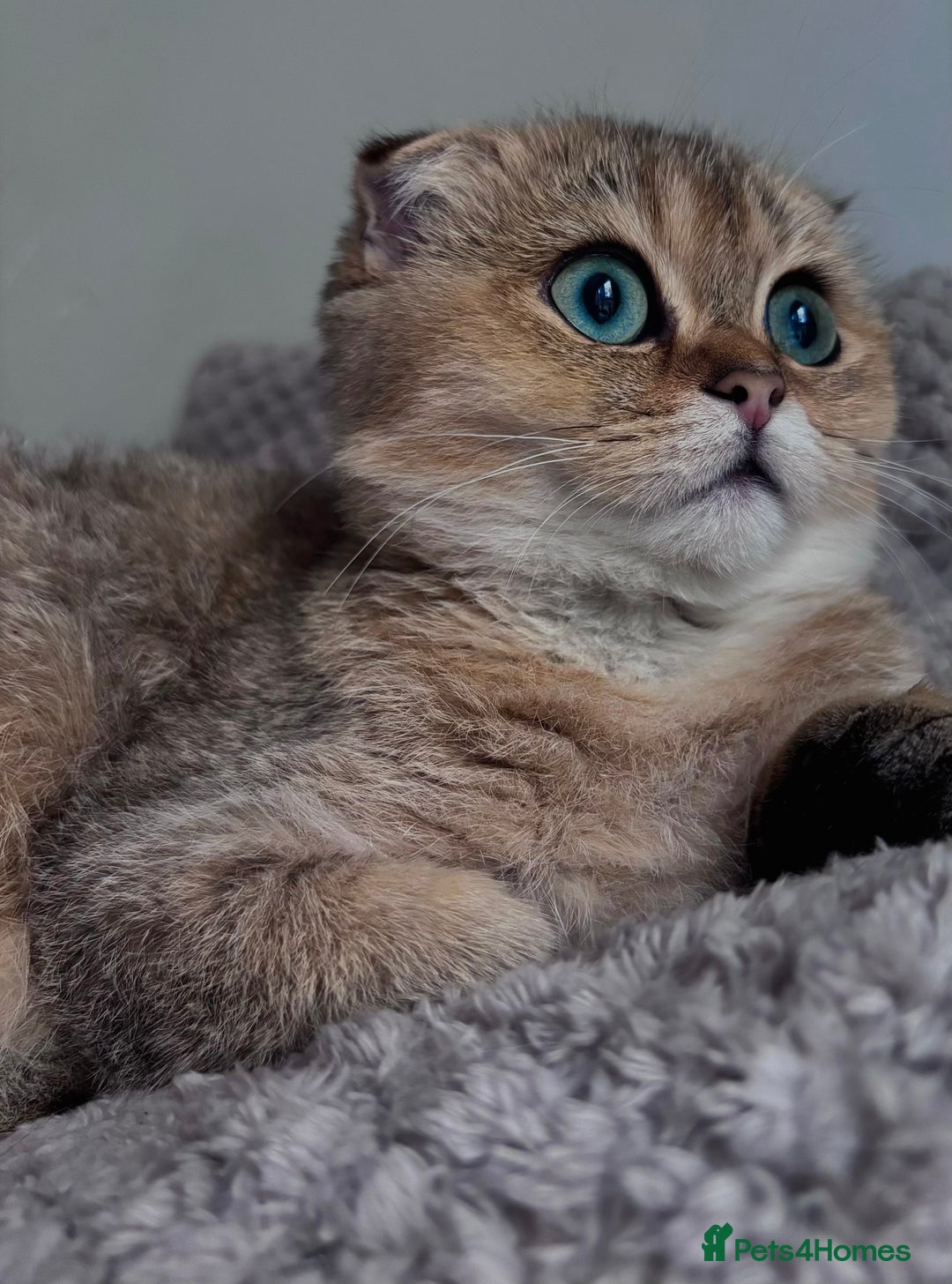 Scottish Fold cats for sale: Last stunning golden girl  - Image 5