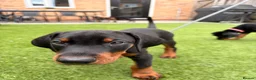 Dobermann dogs for sale: READY TO COLLET NOW | RKC DOBERMAN | CHAMPION LINE - Advert 33