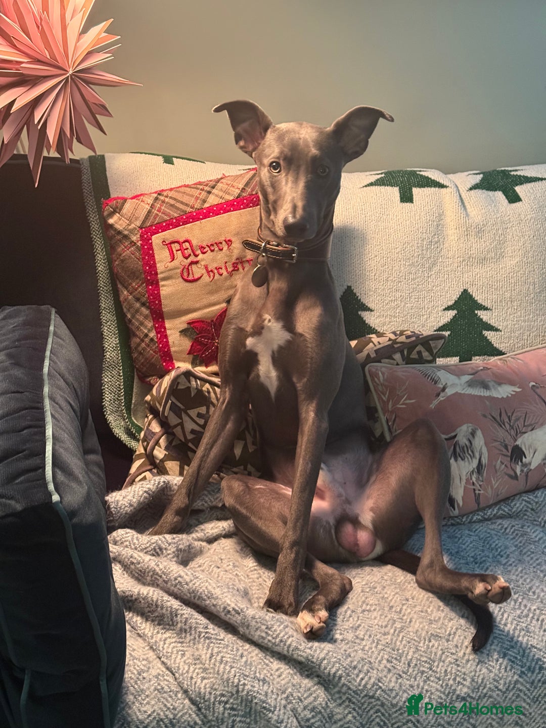 Mixed Breed dogs for sale: Beautiful Whippet Cross in need of new home- Free - Advert 5