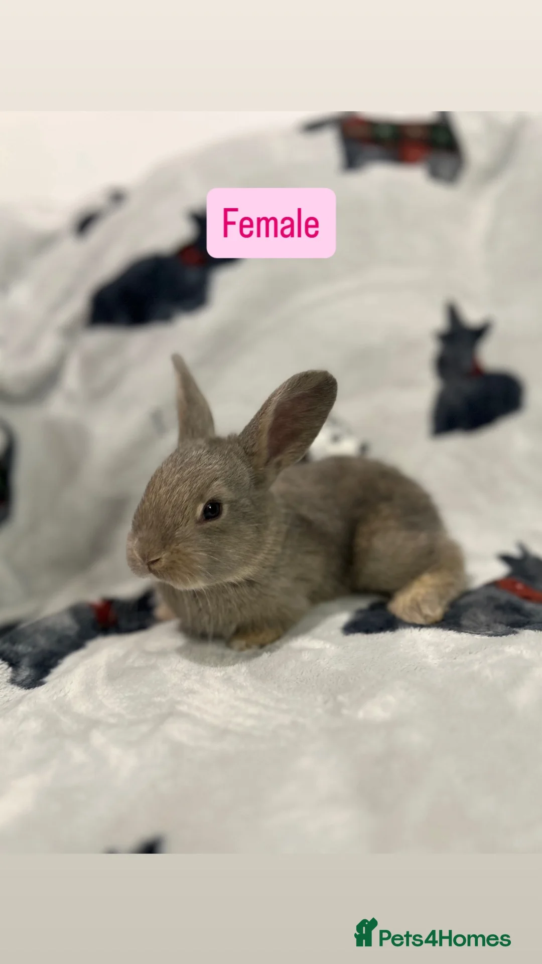 Continental Giant rabbits for sale: Continental Giant Baby Rabbits - Advert 1