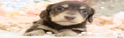 Miniature Dachshund dogs for sale: KC Longhair Miniature Dachshund Puppies - Advert 28