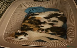 British Shorthair cats for sale: 3 kittens  - Image 17