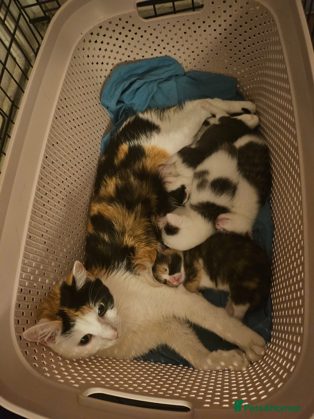 British Shorthair cats for sale: 3 kittens  - Image 17