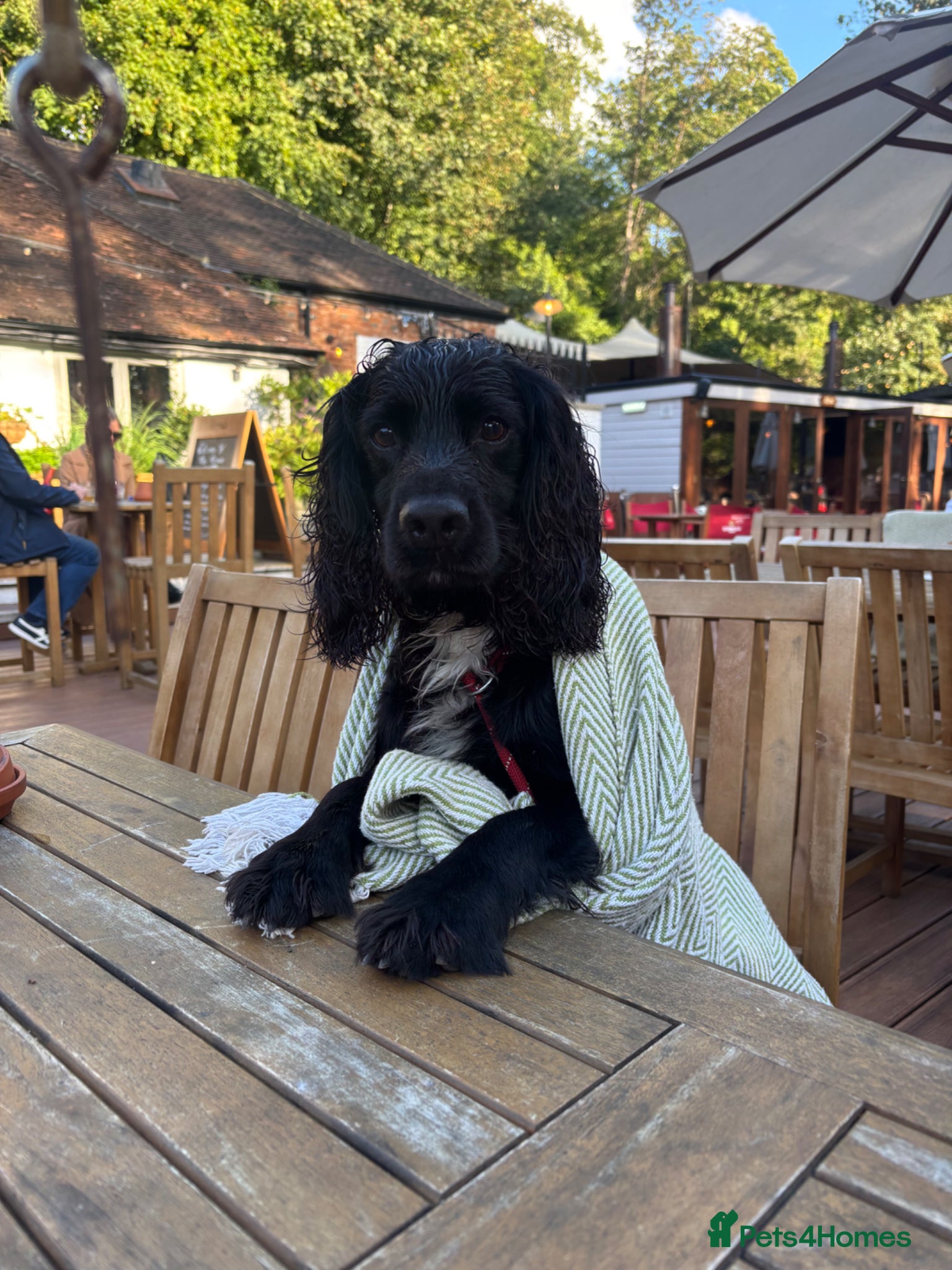 Cocker Spaniel dogs Stunning Cocker Spaniel STUD - Advert 15