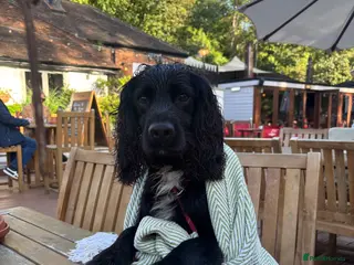 Cocker Spaniel dogs Stunning Cocker Spaniel STUD - Advert 15