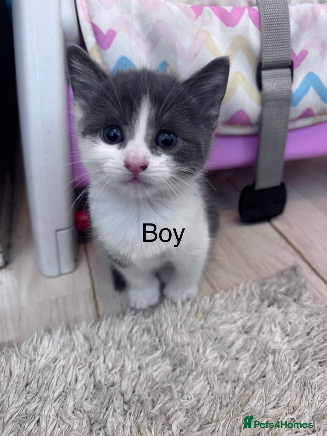 Mixed Breed cats for sale: Beautiful kittens looking new home 🐱🧡 - Advert 21