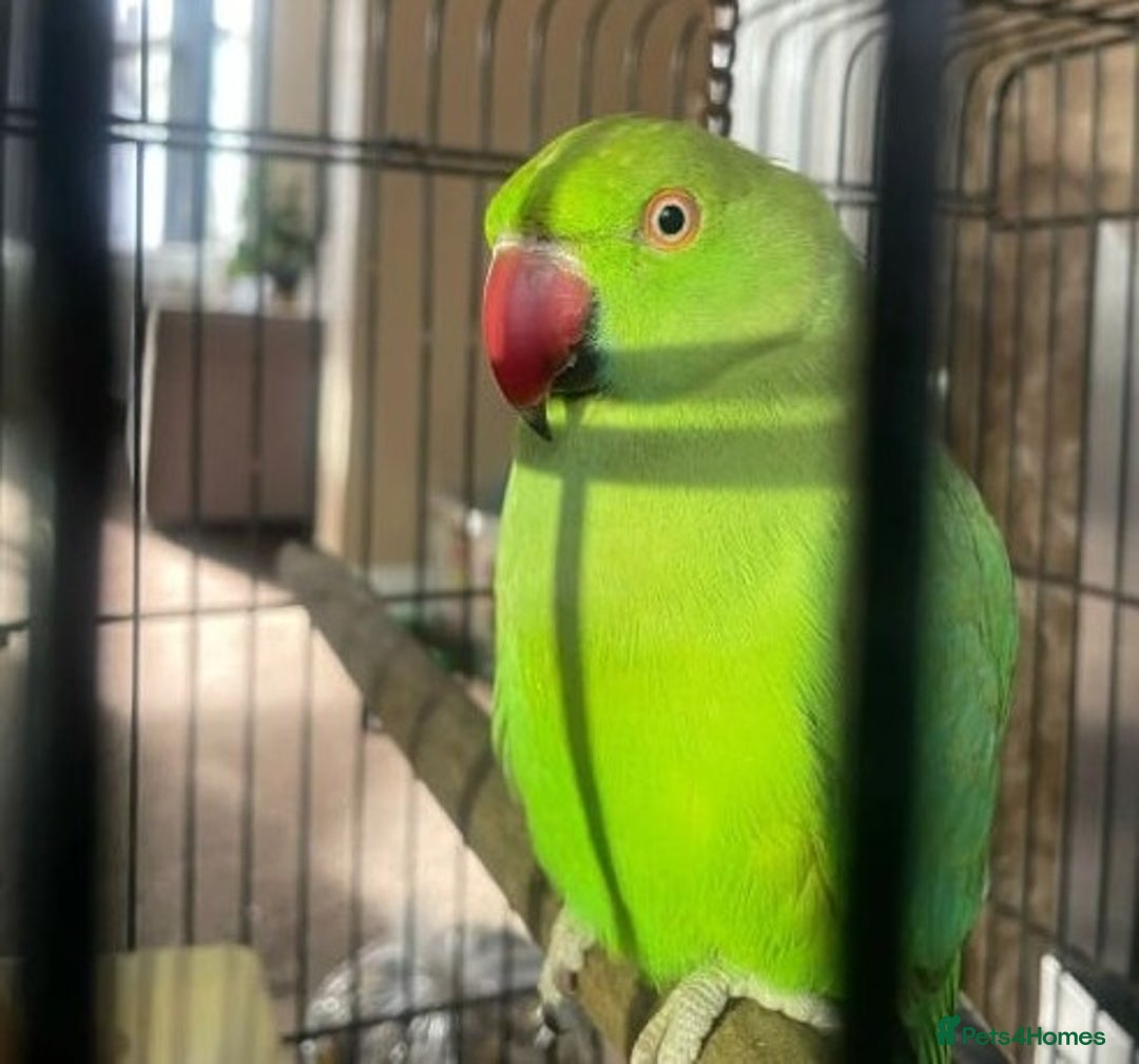 Canaries birds for sale: Cockatiel Bird - Image 1