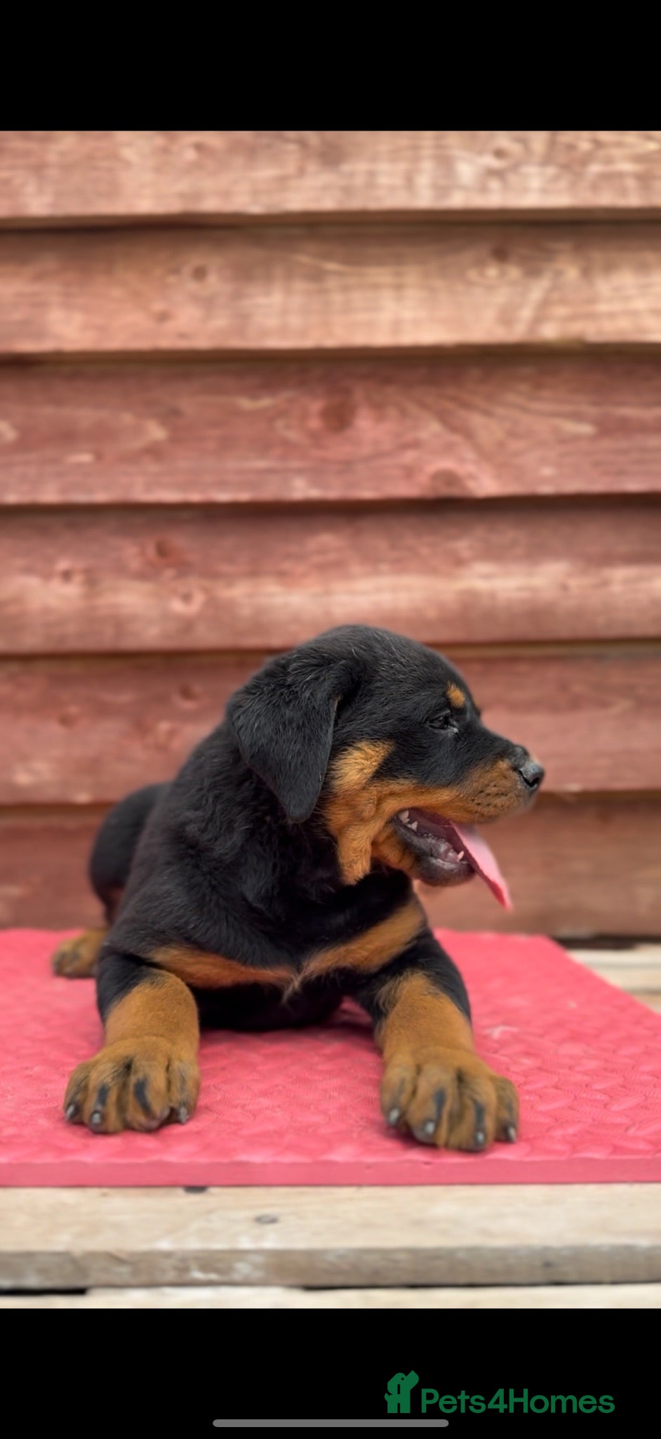 Rottweiler dogs Chunky European Rottweiler puppies £1750 - Advert 2