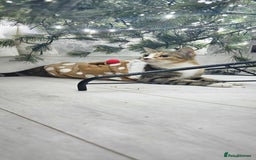 Domestic Shorthair cats for sale: Kittens looking for forever home 🧡🤎🧡 - Image 10