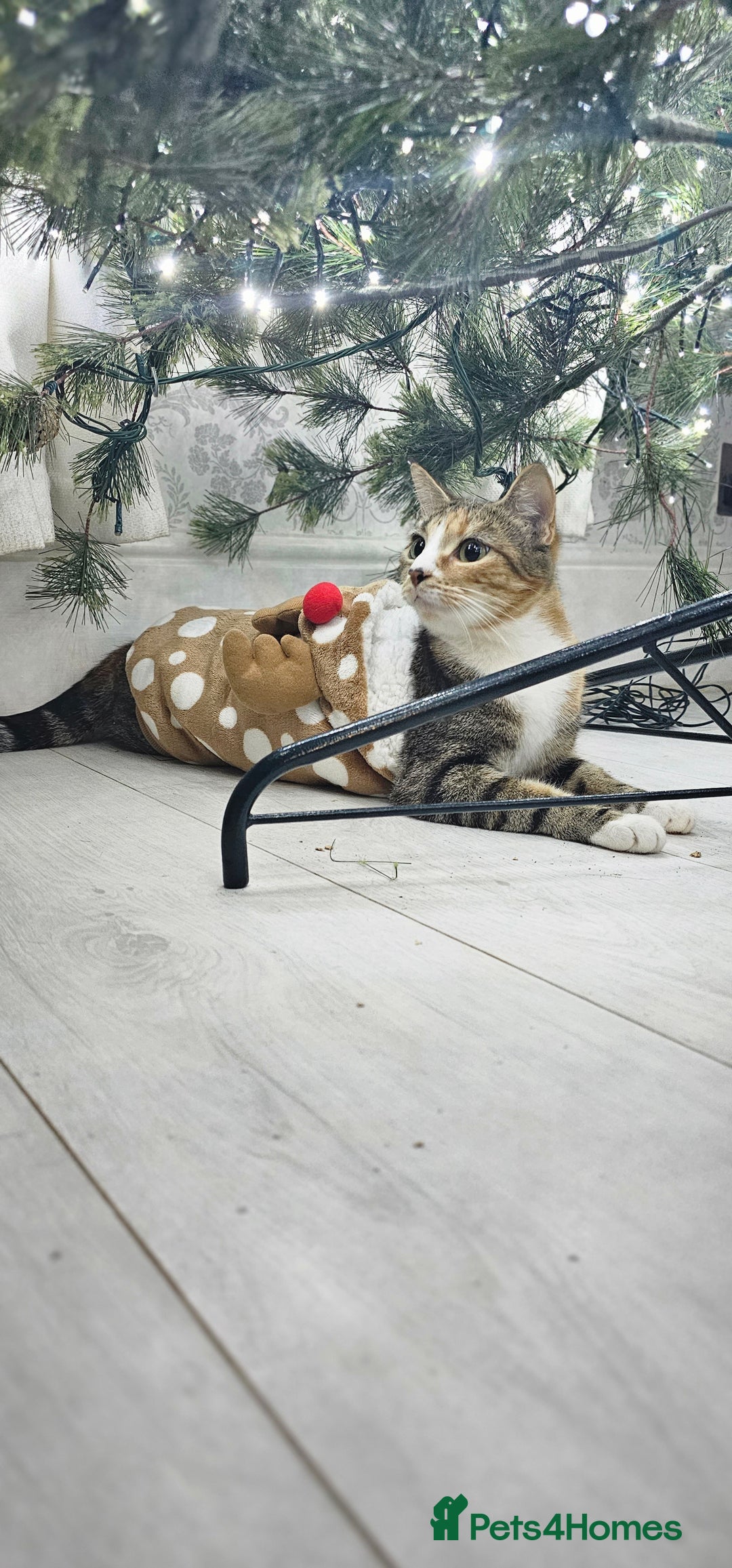 Domestic Shorthair cats for sale: Kittens looking for forever home 🧡🤎🧡 - Image 10