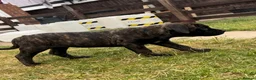 Cane Corso dogs for sale: Grand Champion Cane corso puppies - Advert 14