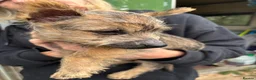 Cairn Terrier dogs for sale: SUNNYGLEN Cairn Terriers  - Advert 3