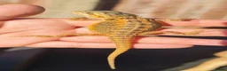Bearded Dragon reptiles for sale: Only 5 left! Red X sun burst babies  - Advert 1
