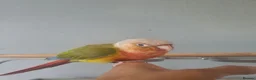 Parakeets birds for sale: Green Cheek Pineapple Conure - Advert 3