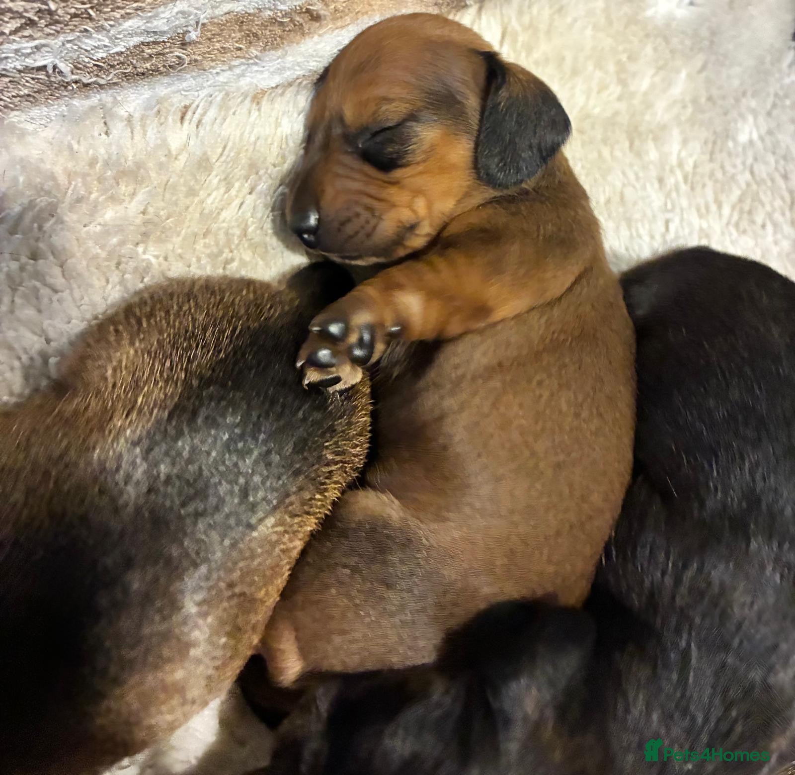 Dachshund dogs for sale: Miniature dachshunds  - Advert 8