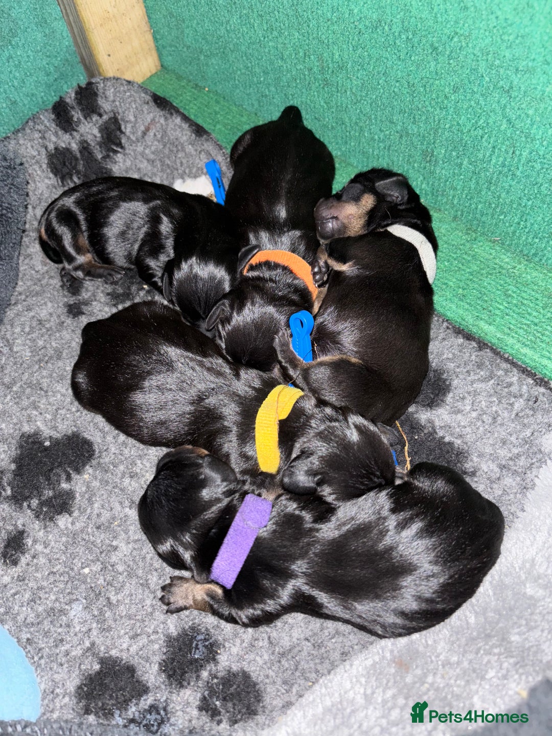 Miniature Dachshund dogs for sale: 5 miniature black & tan smooth haired dachshunds  - Image 3