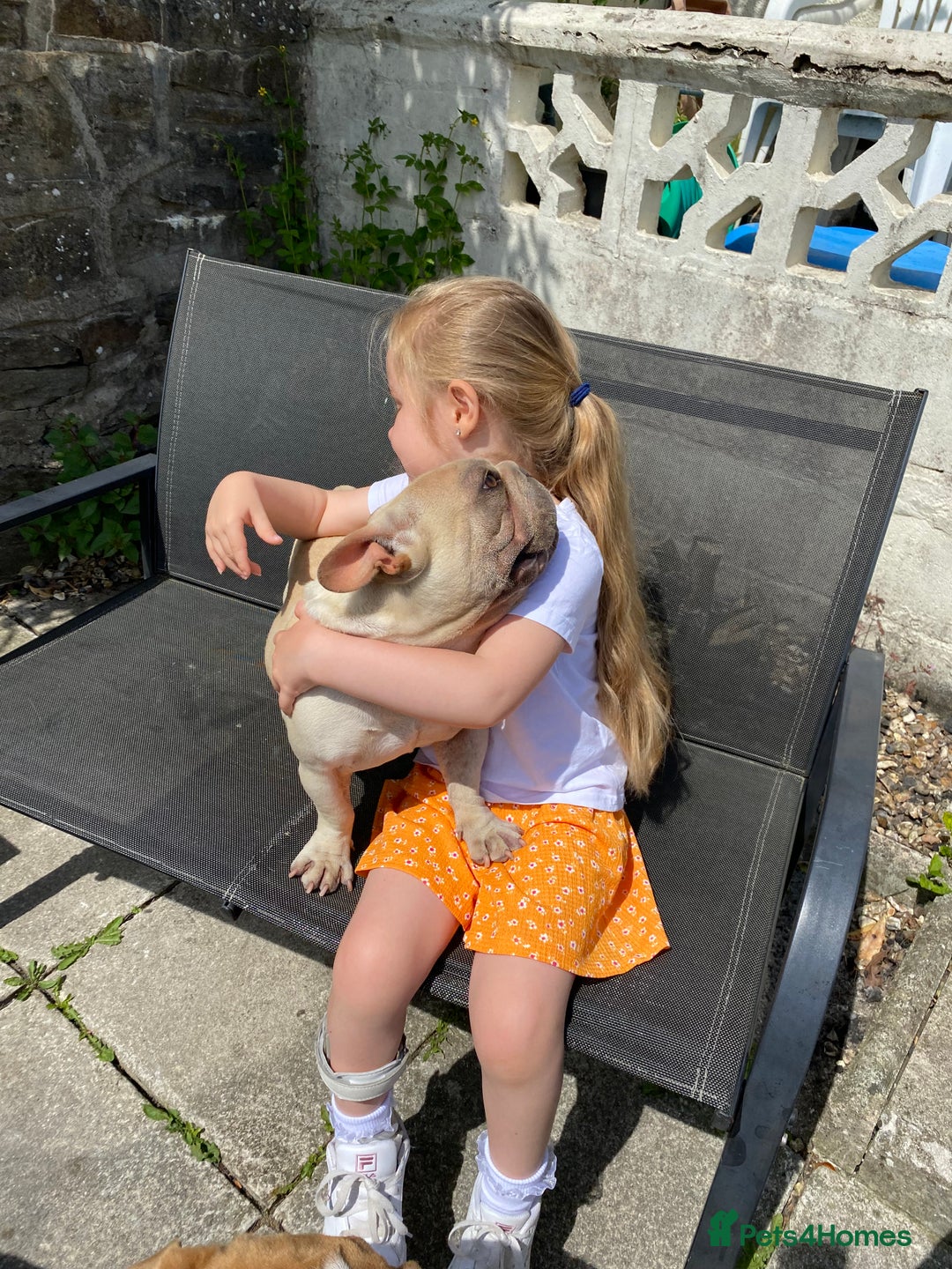 French Bulldog dogs for sale: Stunning male Frenchie  - Image 3