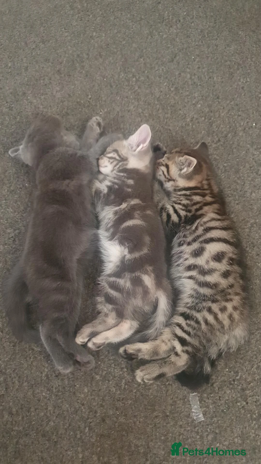 Mixed Breed cats for sale: British shorthair Cross kittens  - Advert 13