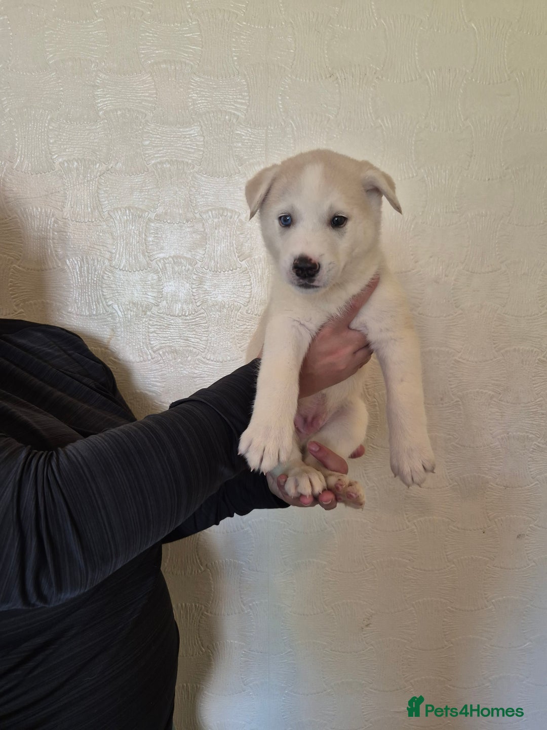 Siberian Husky dogs for sale: Beautiful Husky Looking for Their Forever Homes - Advert 21